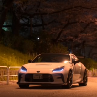 鸽子
