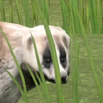 Kattyo