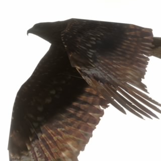 W. Otsukimi