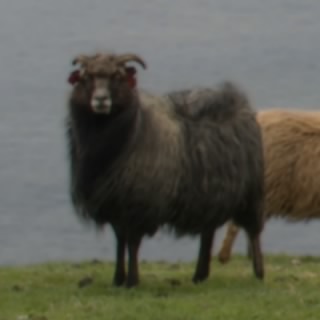 Petrocelli