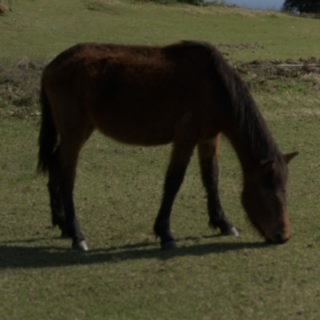PioTheDonkey