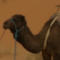 Camel