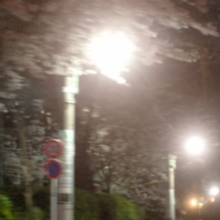 贝蕾丝