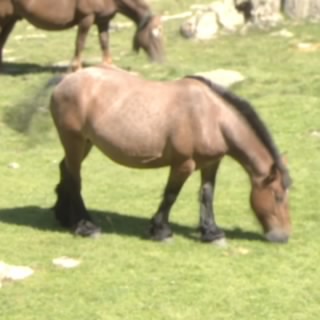 Marcos