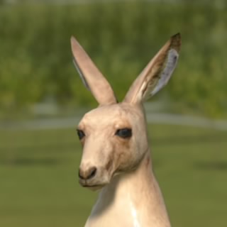 ひかりん