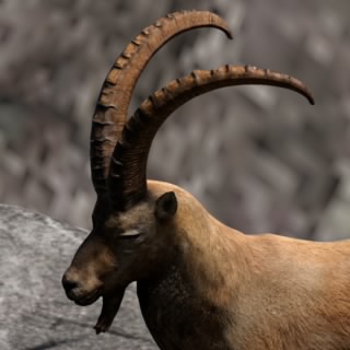 Chaosibex44