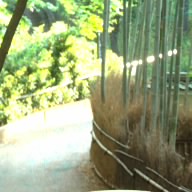 Tleaf