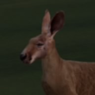 siniak
