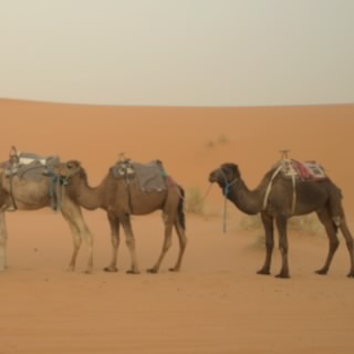 ABu Khaled