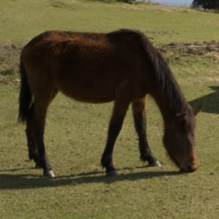 pongashi28