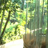 Shinensei