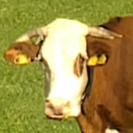 Eetu
