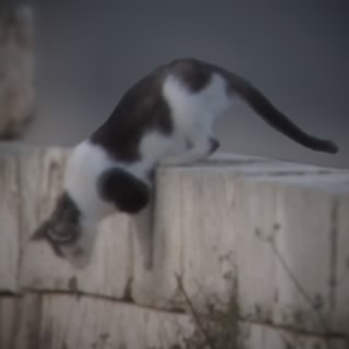 Neko299