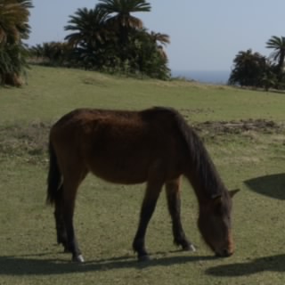 TakoVan