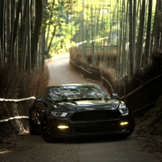 TreeTops