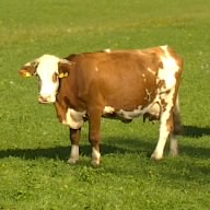 Falko