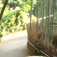 Ferreira