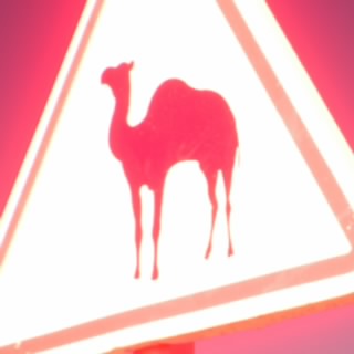 Baboon11