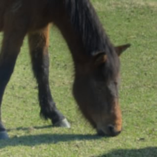 サトノルージュ