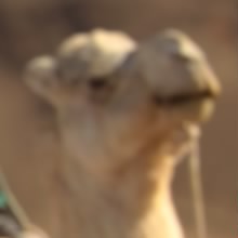 hinshigorira