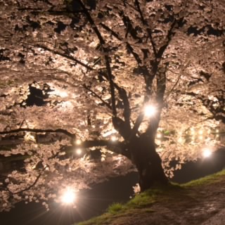 tabako