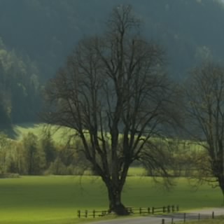 THR_D4s_B4um