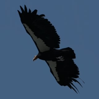 VERJAV