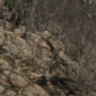 Gr50