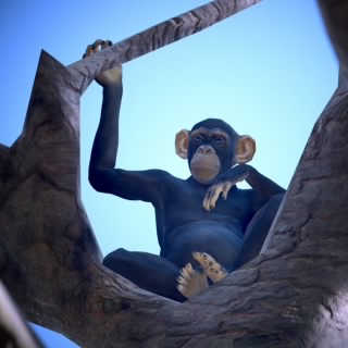 Monkey101