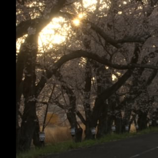 Renuchi