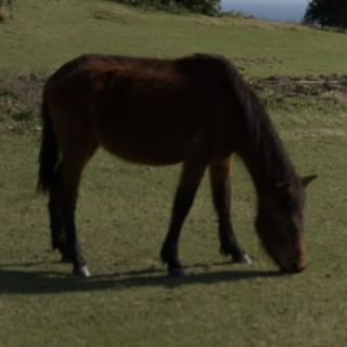  PioTheDonkey