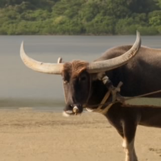 ねごと