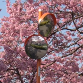 ベイクドモチョチョ