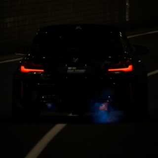 Beetle_Forest100