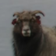 わがたき
