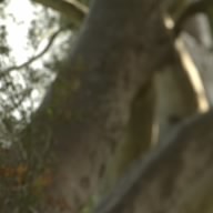 Whisperhawk